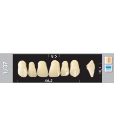 Major Super Lux 6 Incisives...