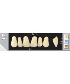 Major Plus 6 Incisives A2 17U