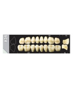 Major Plus 8 Molaires A2 A34L