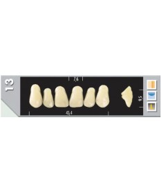 Major Plus 6 Incisives C3 13U
