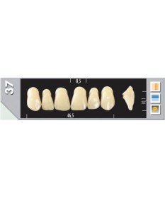 Major Plus 6 Incisives C3 37U