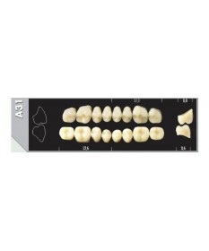 Major Plus 8 Molaires C3 A31U