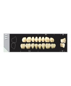 Major Plus 8 Molaires C3 T11U