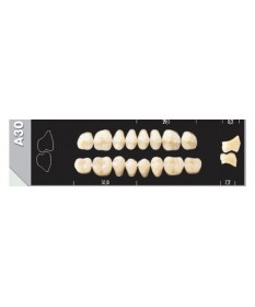Major Plus 8 Molaires C3 A30L