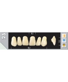 Major Plus 6 Incisives D2 25U