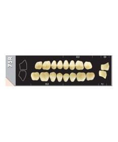 Major Dent  8 Molaires 75RU A2