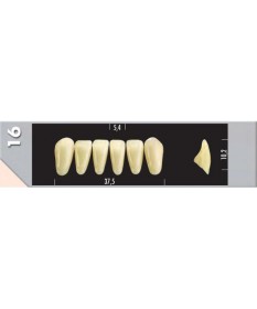 Major Dent  6 Incisives 16L B3