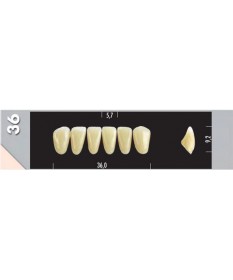 Major Dent  6 Incisives 36L B4