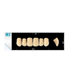 Major Comp 6 Incisives A2 M2