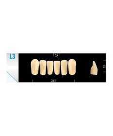 Major Comp 6 Incisives D3 L3