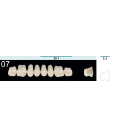 Quint  8 Postérieures Sup 7 B2